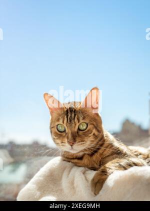 Cute Bengal cat resting on a cat bed near the window at home. Stock Photo