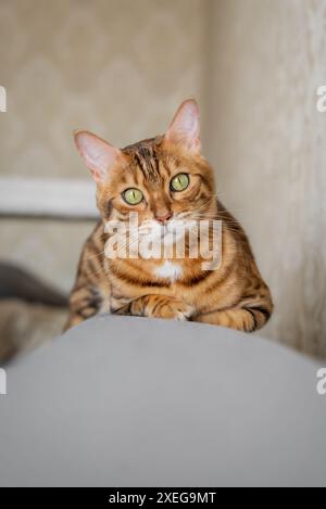 A charming Bengal cat lies relaxed on the sofa at home. Stock Photo