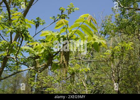 Juglans mandshurica, Manchurian walnut Stock Photo