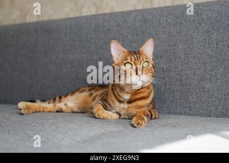 A charming Bengal cat lies relaxed on the sofa at home. Stock Photo