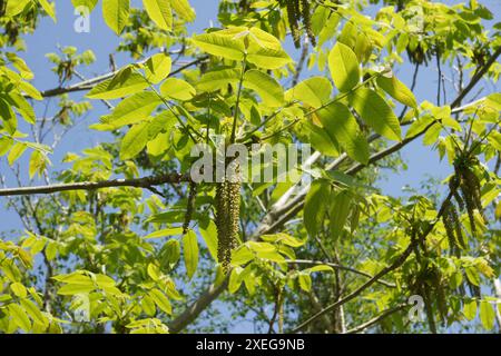Juglans mandshurica, Manchurian walnut Stock Photo