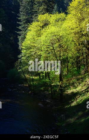 Lush green trees with moss in valley with dark shadows in spring in idyllic landscape Stock Photo