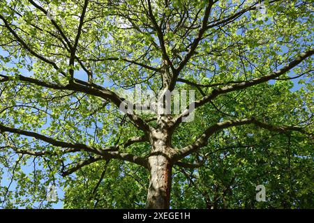 Platanus acerifolia, Platane, plane tree Stock Photo