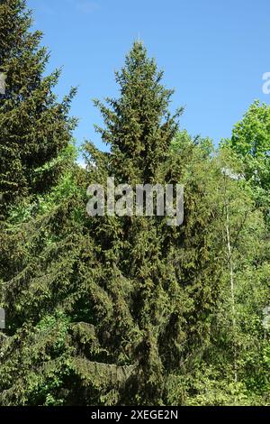 Picea abies, spruce, young shoots and blossoms Stock Photo