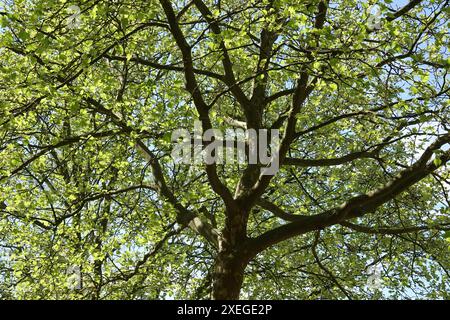 Platanus acerifolia, Platane, plane tree Stock Photo