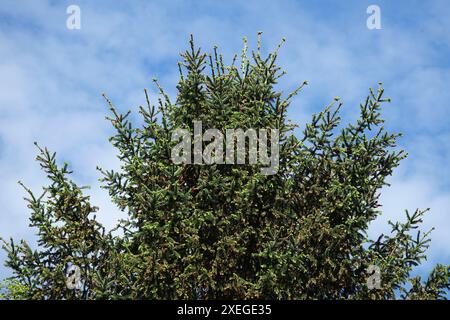 Picea abies, spruce Stock Photo