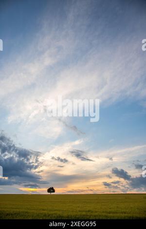 Landscape shot, a wheat field in front of a single tree in the sunset. Taunus, Hesse, Germany. Stock Photo