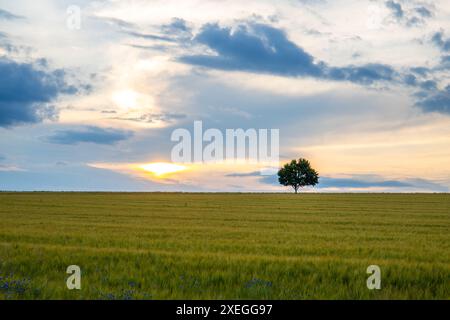 Landscape shot, a wheat field in front of a single tree in the sunset. Taunus, Hesse, Germany. Stock Photo
