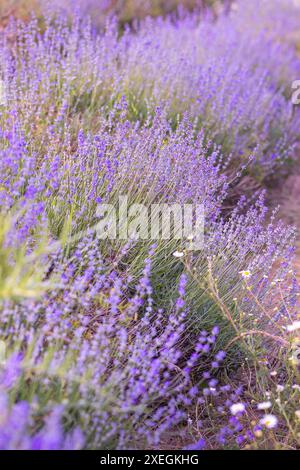 Purple lavender field close-up vertical banner Stock Photo