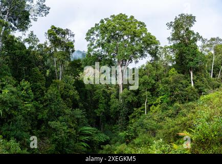 Dense vegetations of the rain forest in Kinabalu Park. Sabah, Borneo, Malaysia. Stock Photo