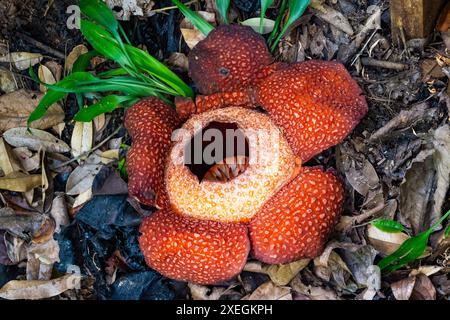 Rafflesia (Rafflesia keithii) flower in bloom. Sabah, Borneo, Malaysia. Stock Photo