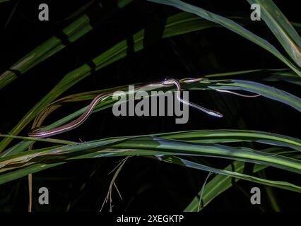 A Painted Bronzeback snake (Dendrelaphis pictus) on grass at night. Sabah, Borneo, Malaysia. Stock Photo