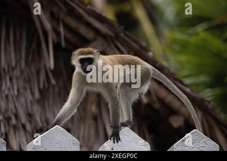 Monkey gang in Kenya, Africa. Monkeys, a safari lodge. Rain, macaque monkeys Stock Photo