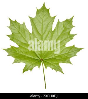 Green Norway maple leaf on isolated background Stock Photo