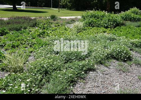 Geranium, white geranium Stock Photo