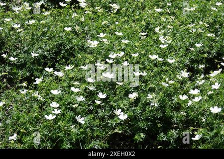 Geranium, white geranium Stock Photo