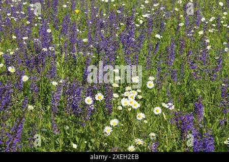 Salvia pratensis, meadow sage, Leucanthemum pratensis, meadow daisies Stock Photo