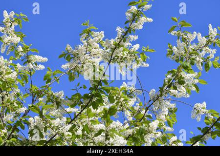 Blooming bird cherry tree against a blue sky Stock Photo