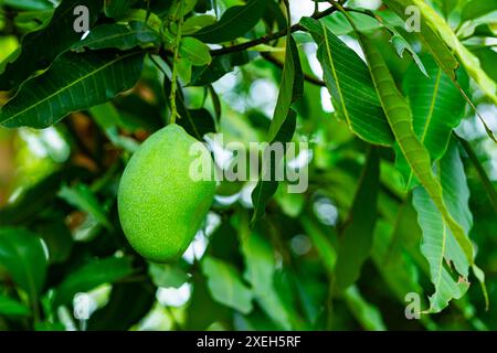 Single fresh green raw mango fruit with leaves hanging on the mango tree. Stock Photo