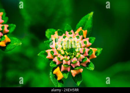 High angle view of beautiful multi colored natural wild flower. Stock Photo