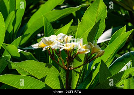 Bunch of fresh white and yellow frangipani or plumeria flowers in sunlight. Stock Photo