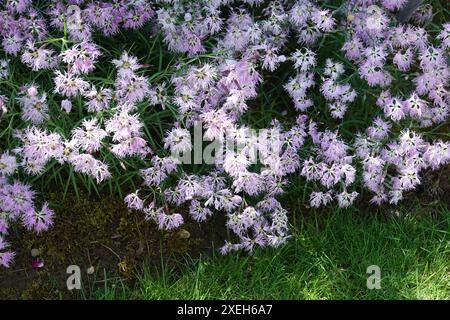 Dianthus superbus, fringed pink Stock Photo
