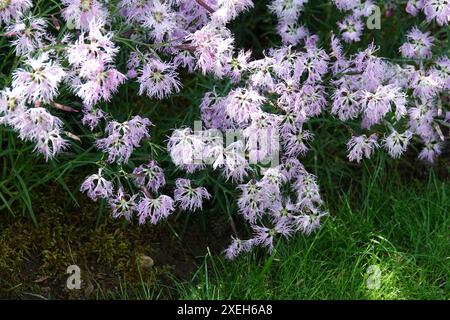 Dianthus superbus, fringed pink Stock Photo