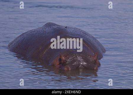 Hippos swimming and floating in the water; Hippopotamus bull with its head out of the water; Hippopotamus amphibius from Lower Sabie, Kruger Park Stock Photo