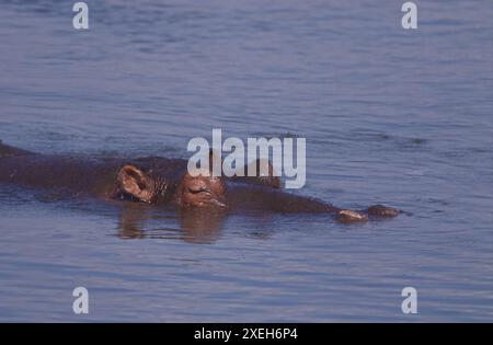 Hippos swimming and floating in the water; Hippopotamus bull with its head out of the water; Hippopotamus amphibius from Lower Sabie, Kruger Park Stock Photo