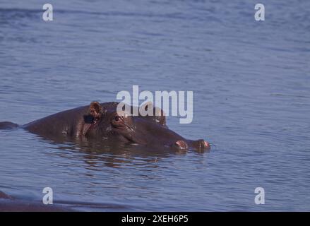 Hippos swimming and floating in the water; Hippopotamus bull with its head out of the water; Hippopotamus amphibius from Lower Sabie, Kruger Park Stock Photo