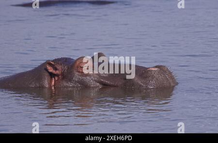 Hippos swimming and floating in the water; Hippopotamus bull with its head out of the water; Hippopotamus amphibius from Lower Sabie, Kruger Park Stock Photo