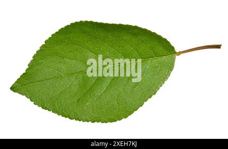 Green cherry leaf on white isolated background Stock Photo