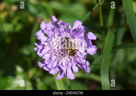 Sun fly Helophilus pendulus. Family syrphidae. Flower of Scabiosa (Pincushion Flowers, Scabious), honeysuckle family. Spring, May, Netherlands Stock Photo