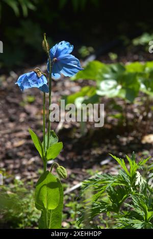 Blue or Tibetan poppy, Meconopsis betonicifolia Stock Photo