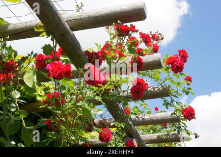 Rosa Sympathie, Climber rose Stock Photo
