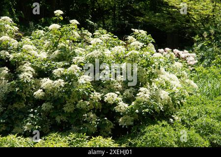 Hydrangea petiolaris, climbing hydrangea Stock Photo