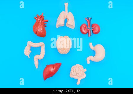 Assortment of realistic human organ models including heart, lungs, brain, liver, stomach, intestines, and kidneys arranged in circular pattern on blue Stock Photo