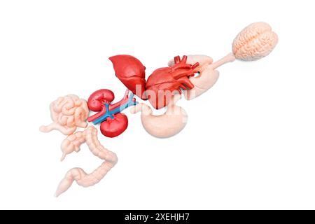 Collection of of anatomical models of the essential human organs, all arranged in anatomically correct positions on pristine white background. Stock Photo