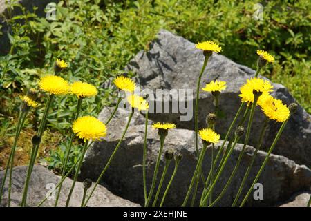 Hypochaeris maculata, spotted cats-ear Stock Photo