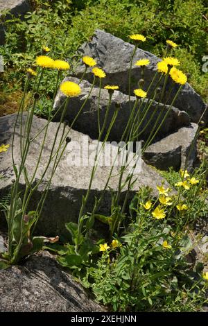 Hypochaeris maculata, spotted cats-ear Stock Photo