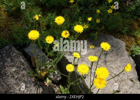 Hypochaeris maculata, spotted cats-ear Stock Photo