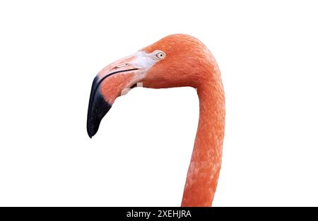 Flamingo portrait isolated on white background Stock Photo
