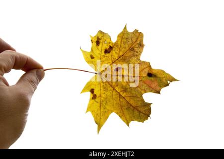 Maple leaf as an autumn symbol on an isolated white background Stock Photo