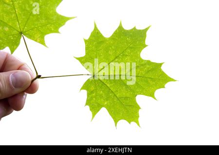 Maple leaf as an autumn symbol on an isolated white background Stock Photo