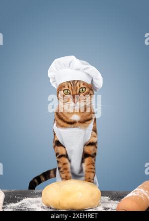 The cat is a baker in an apron and a hat with dough. Stock Photo