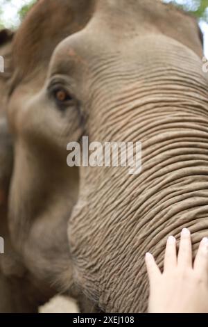 Human hand touching Asian elephant Stock Photo - Alamy