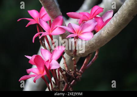 beautiful pink frangipani flower in plant on black background Stock Photo