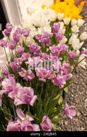 Soft purple and white tulips in a serene garden. Stock Photo
