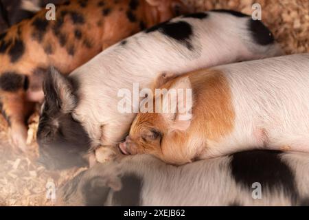 Playful piglets snuggling in straw bedding. Stock Photo