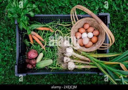 Basket of fresh vegetables and eggs on green grass Stock Photo